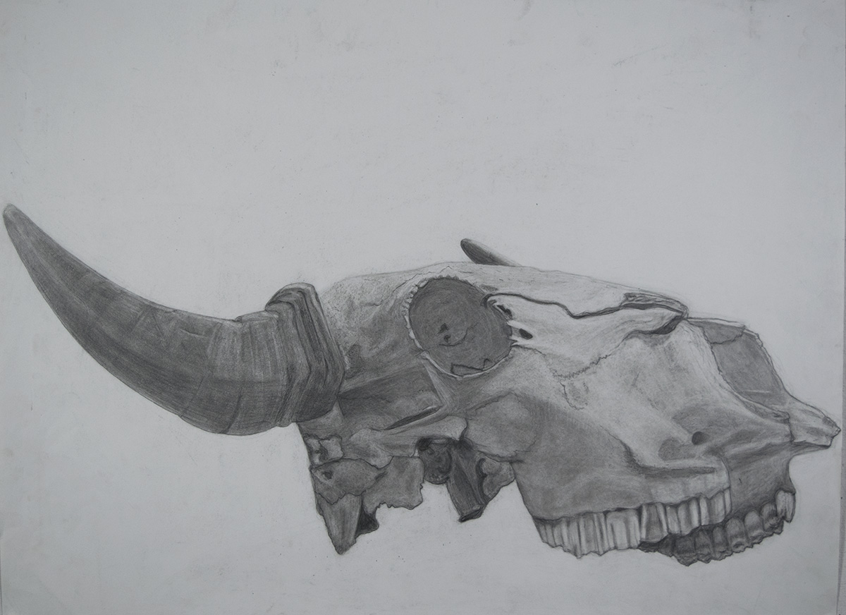 Foundation Drawing, Skull