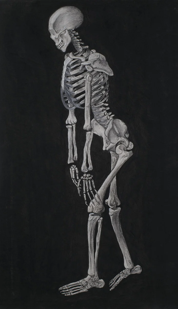 Anatomy Drawing, Skeleton