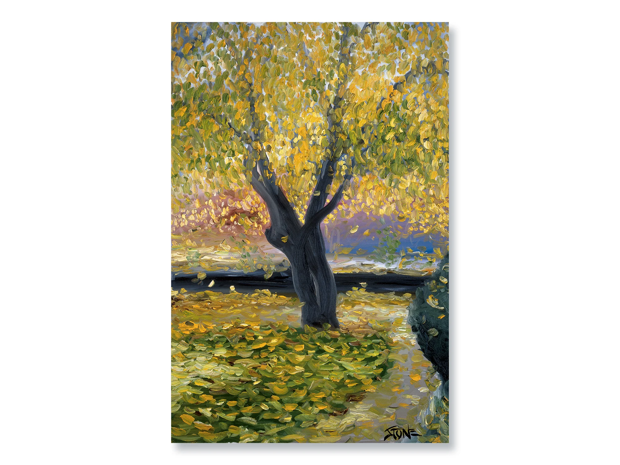 FALL TREE PAULINA
