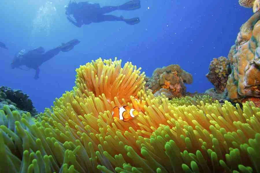 Photo Courtesy of Calypso Reef Charters