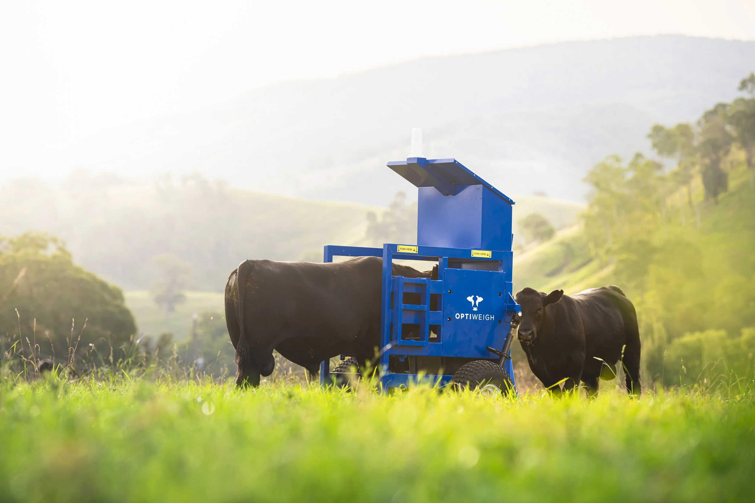 Optiweigh in field cattle weigher