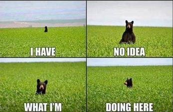bear.png