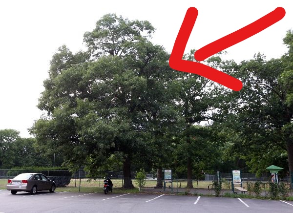 InkedCove Lot Trees to be removed_LI.jpg