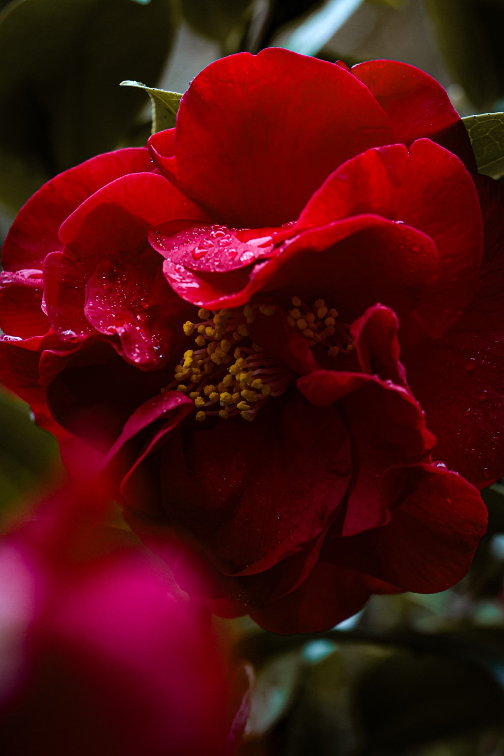 fleurs carnet sauvage-4.JPG