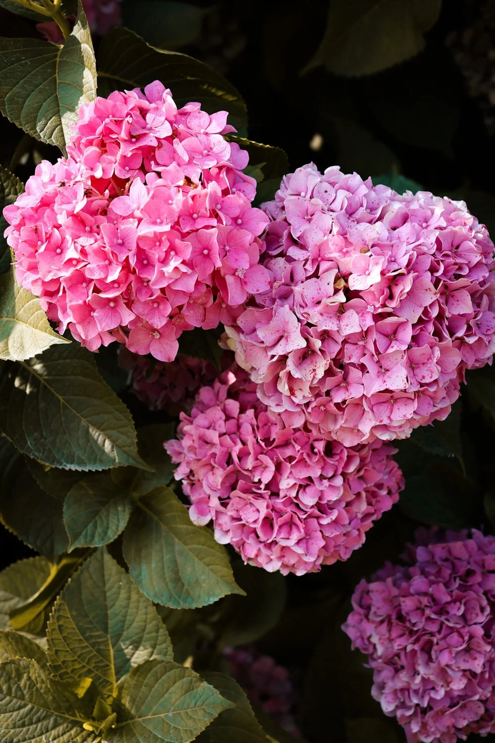 VOYAGE CORREZE CARNET SAUVAGE-92.jpg