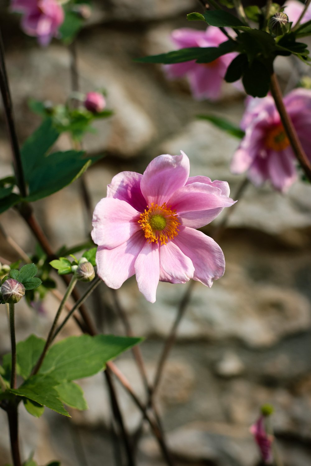 VOYAGE CORREZE CARNET SAUVAGE-126.jpg