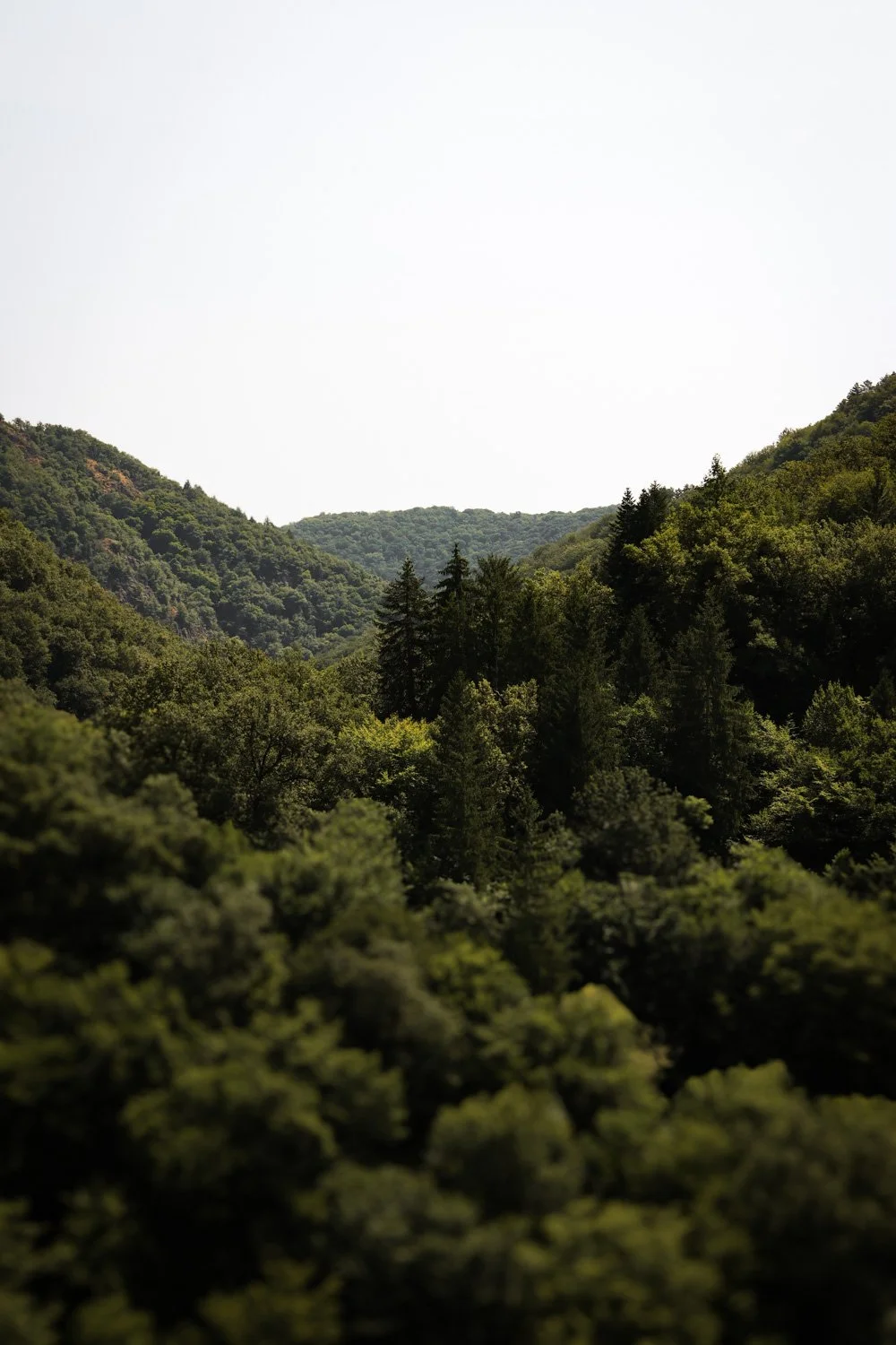 VOYAGE CORREZE CARNET SAUVAGE-63.jpg