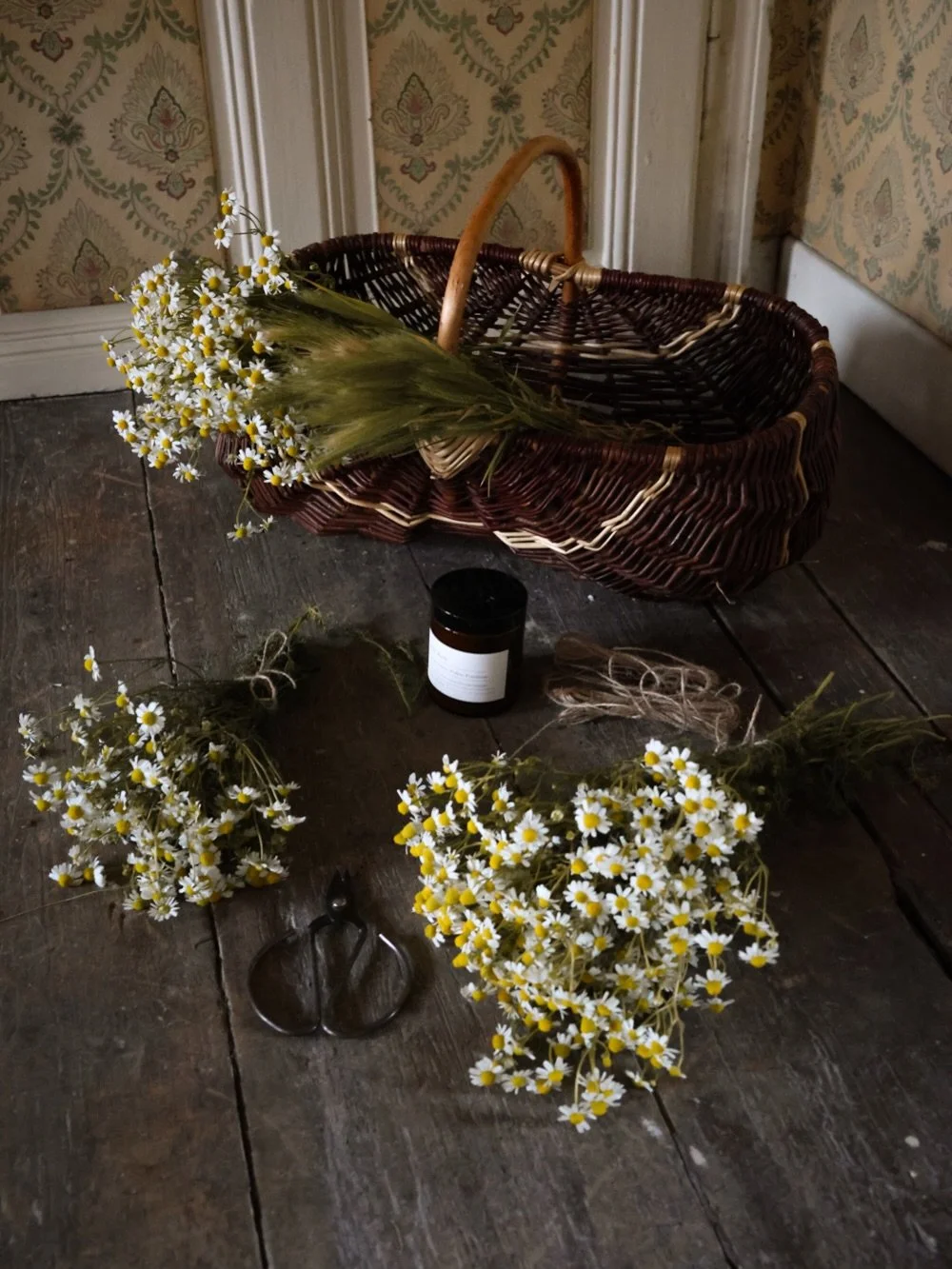 Cueillette sauvage 🌿
Reprise de la cueillette dans la nature pour le futur projet dans le bureau 🤩

Pour le moment le bureau est encore en chantier total, on cumule les gal&egrave;res ! Vous pouvez voir l&rsquo;&eacute;tat dans la derni&egrave;re s