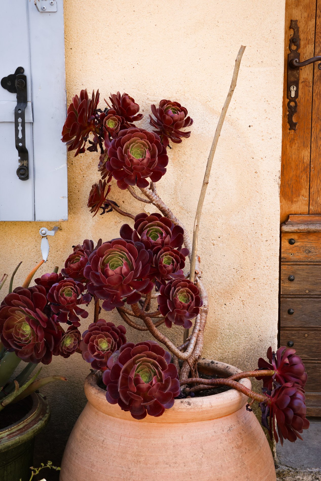 ST REMY DE PROVENCE  - carnet sauvage-33.jpg