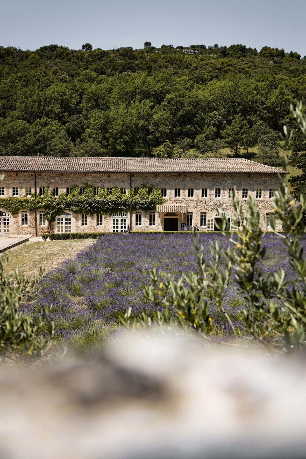 abbaye notre dame de senanque - carnet sauvage-11.jpg