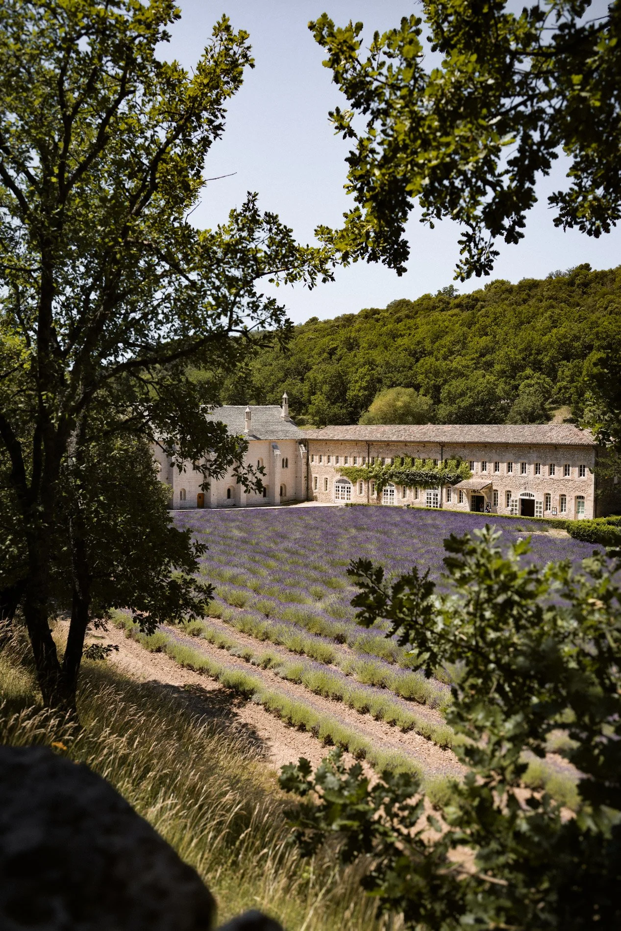 abbaye notre dame de senanque - carnet sauvage-12.jpg