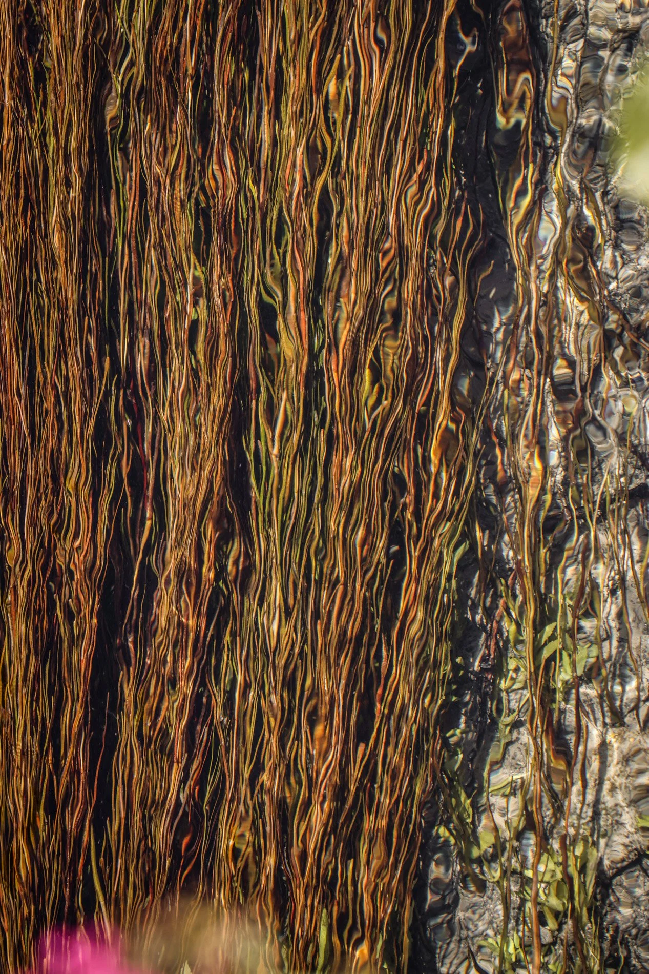 isle sur la sorgue - carnet sauvage-2.jpg