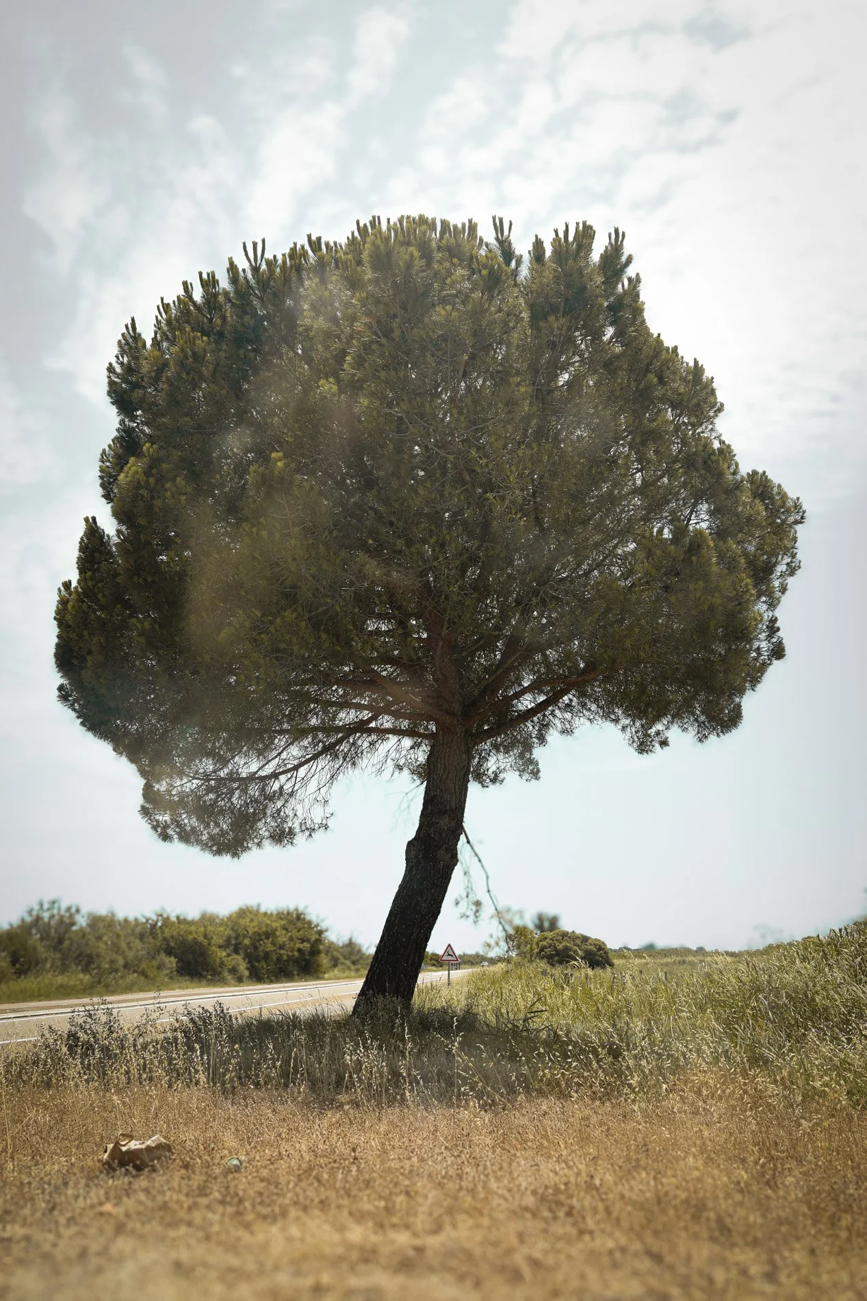 camargue - carnet sauvage.jpg