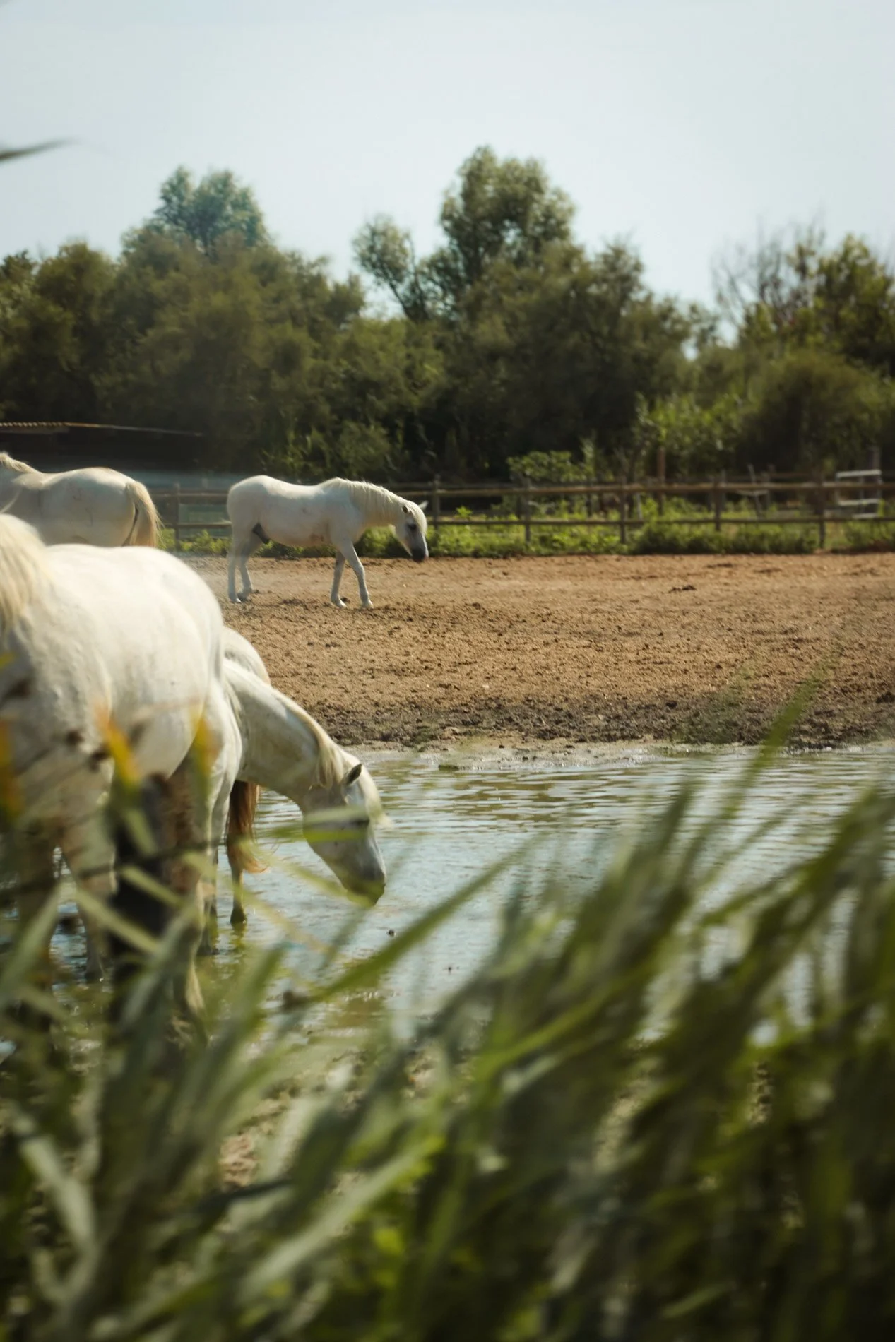 camargue - carnet sauvage-22.jpg
