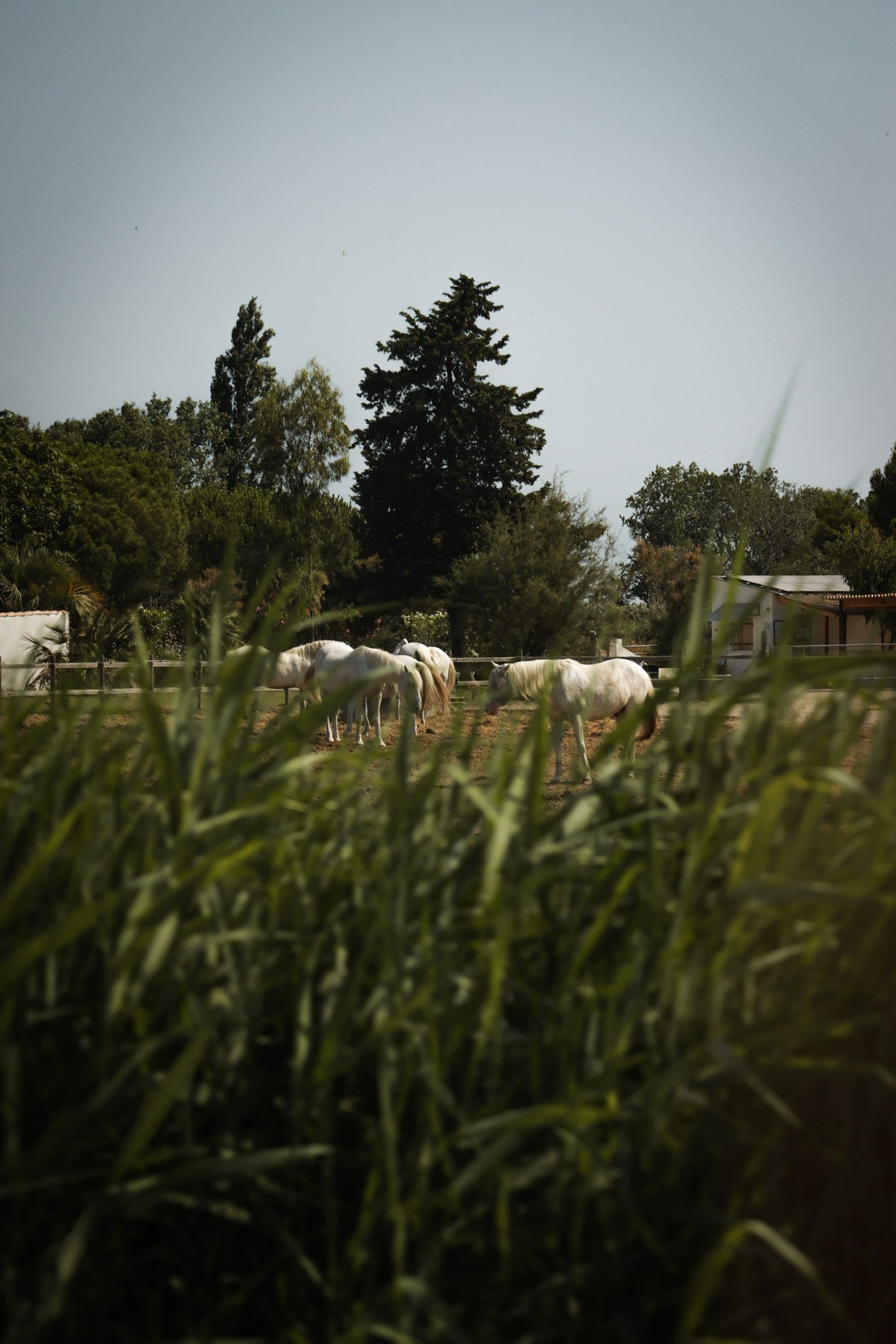 camargue - carnet sauvage-23.jpg