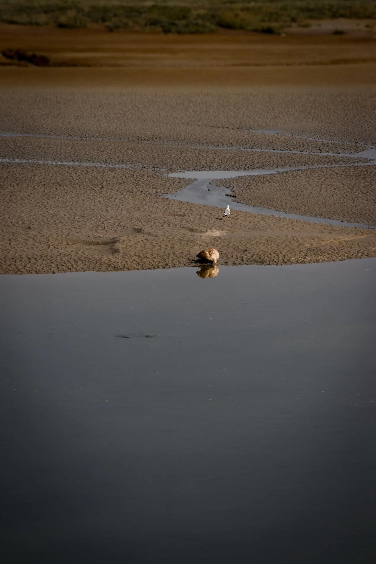 BAIE DE SOMME  - carnet sauvage-46.jpg