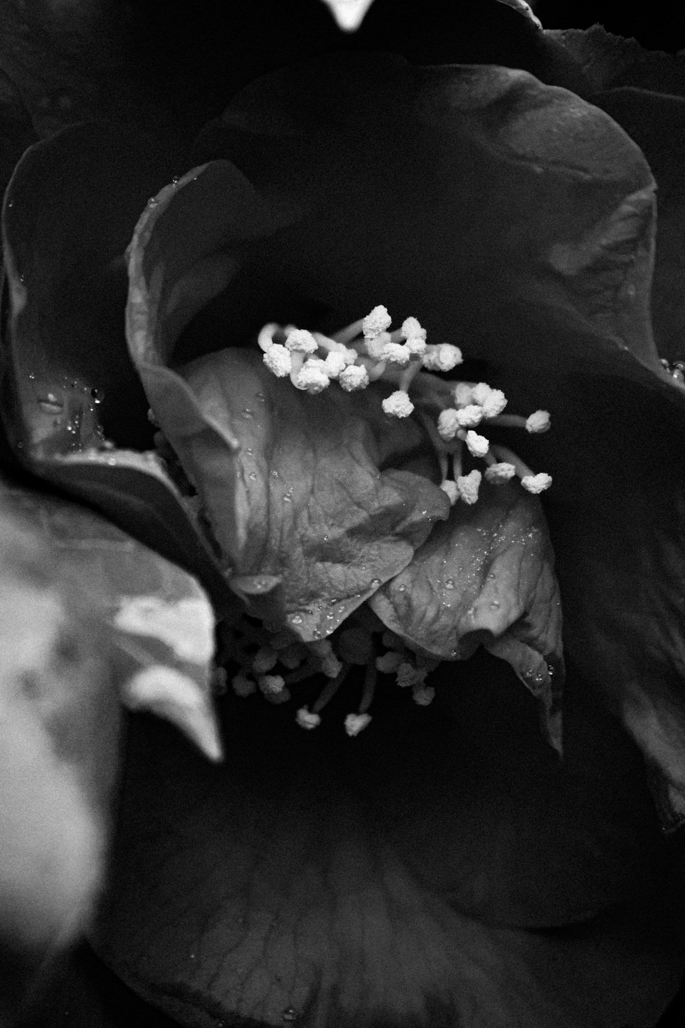 fleurs carnet sauvage-3.JPG