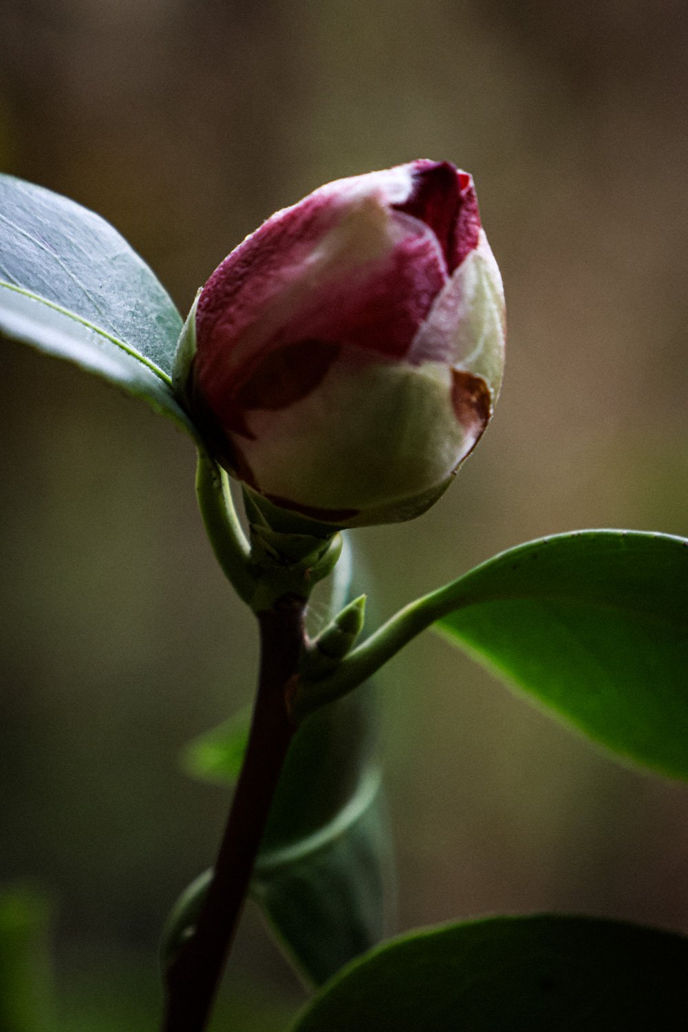 fleurs carnet sauvage-2.JPG