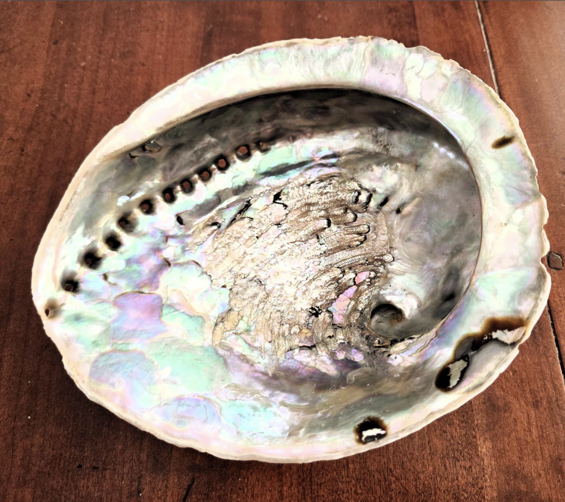 Grande coquille d'ormeau crue