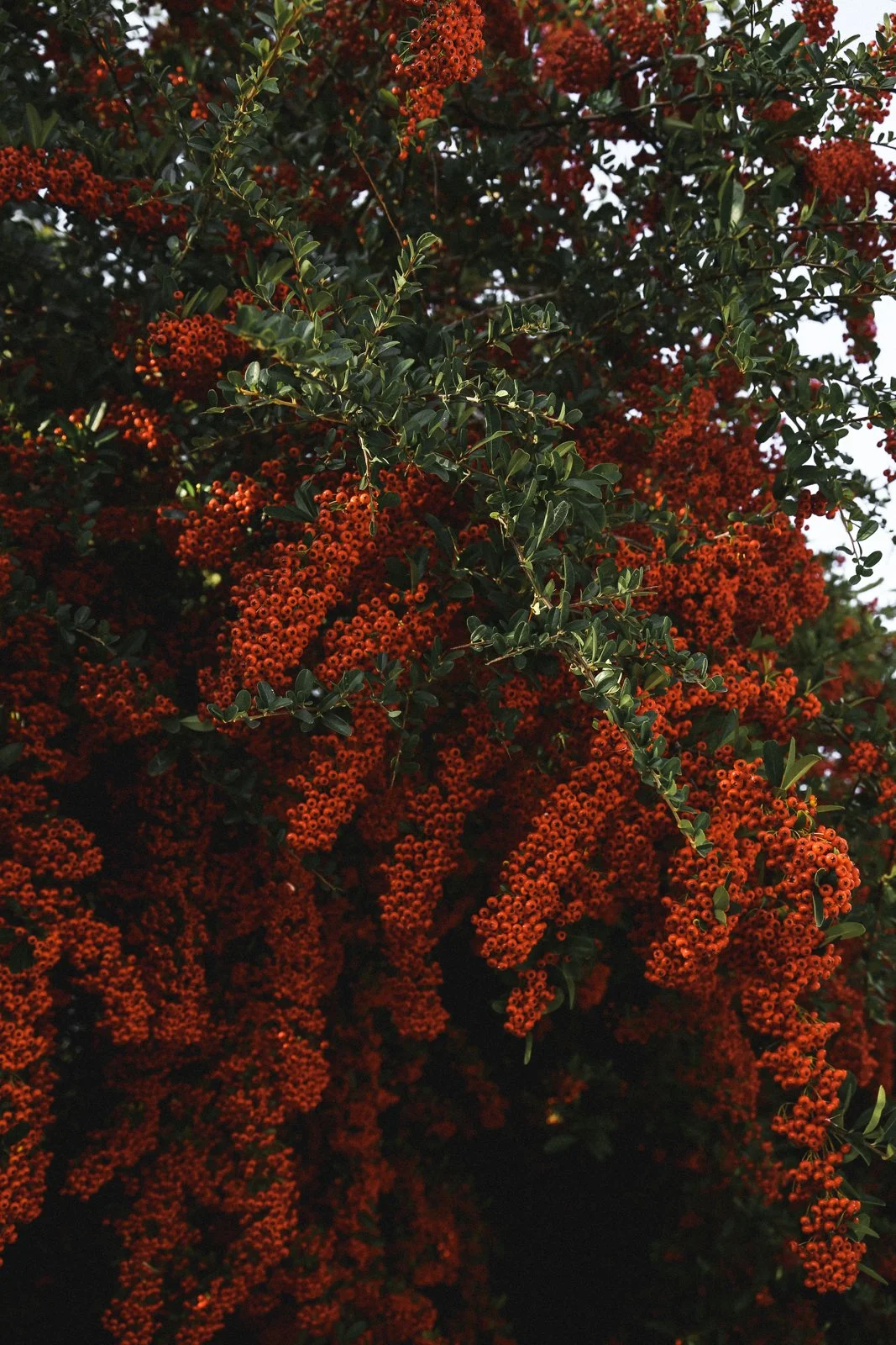 NATURE - CARNET SAUVAGE_-9.JPG