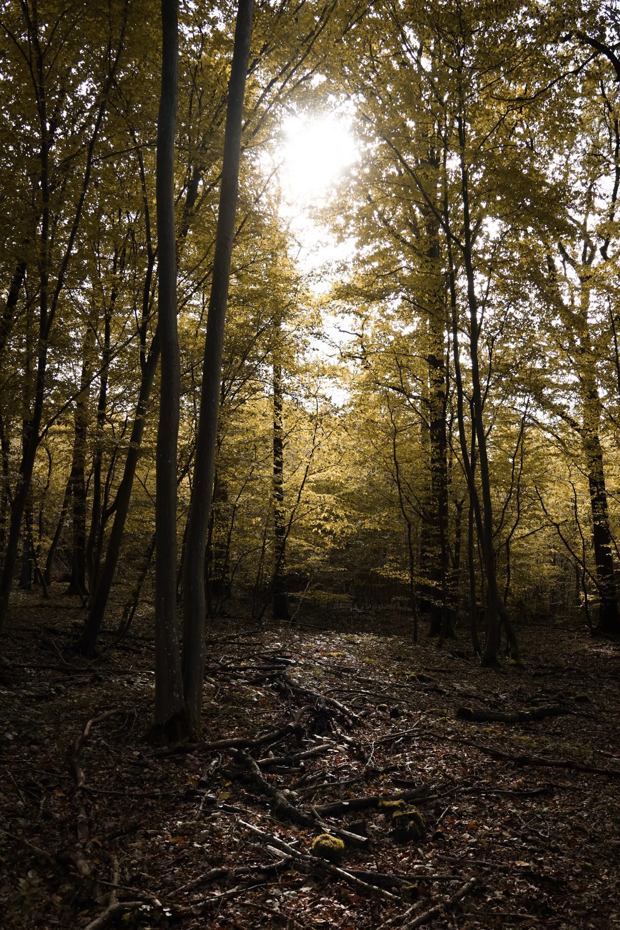 foret - carnet sauvage-4-3.jpg