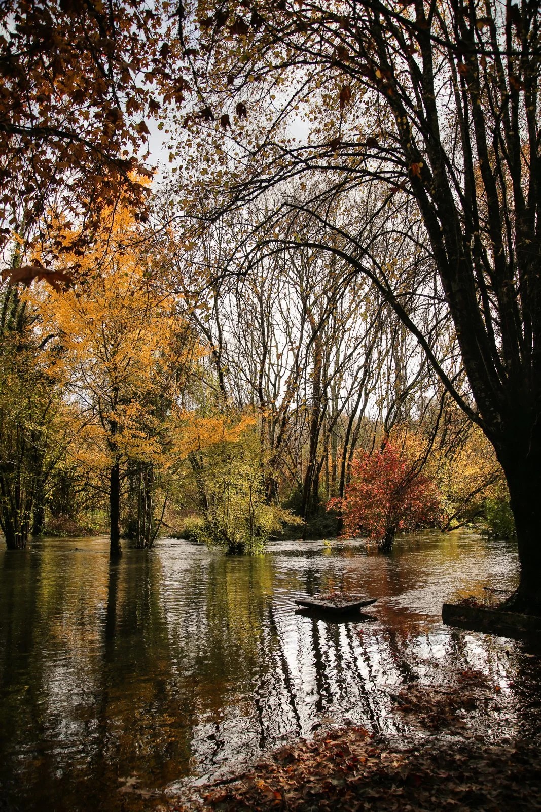 FALL - CARNET SAUVAGE_-5.JPG