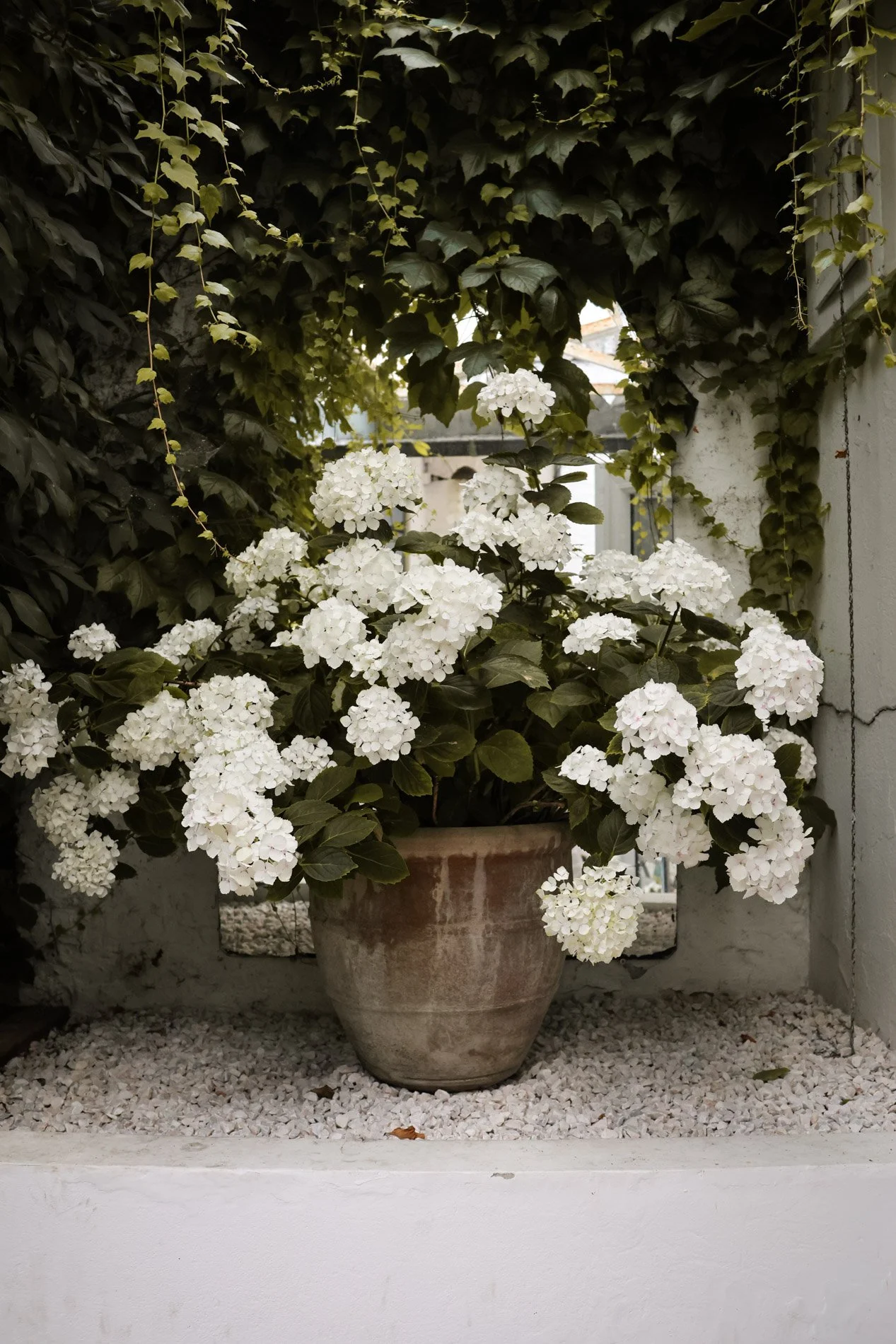 fleurs du jardin - carnet sauvage