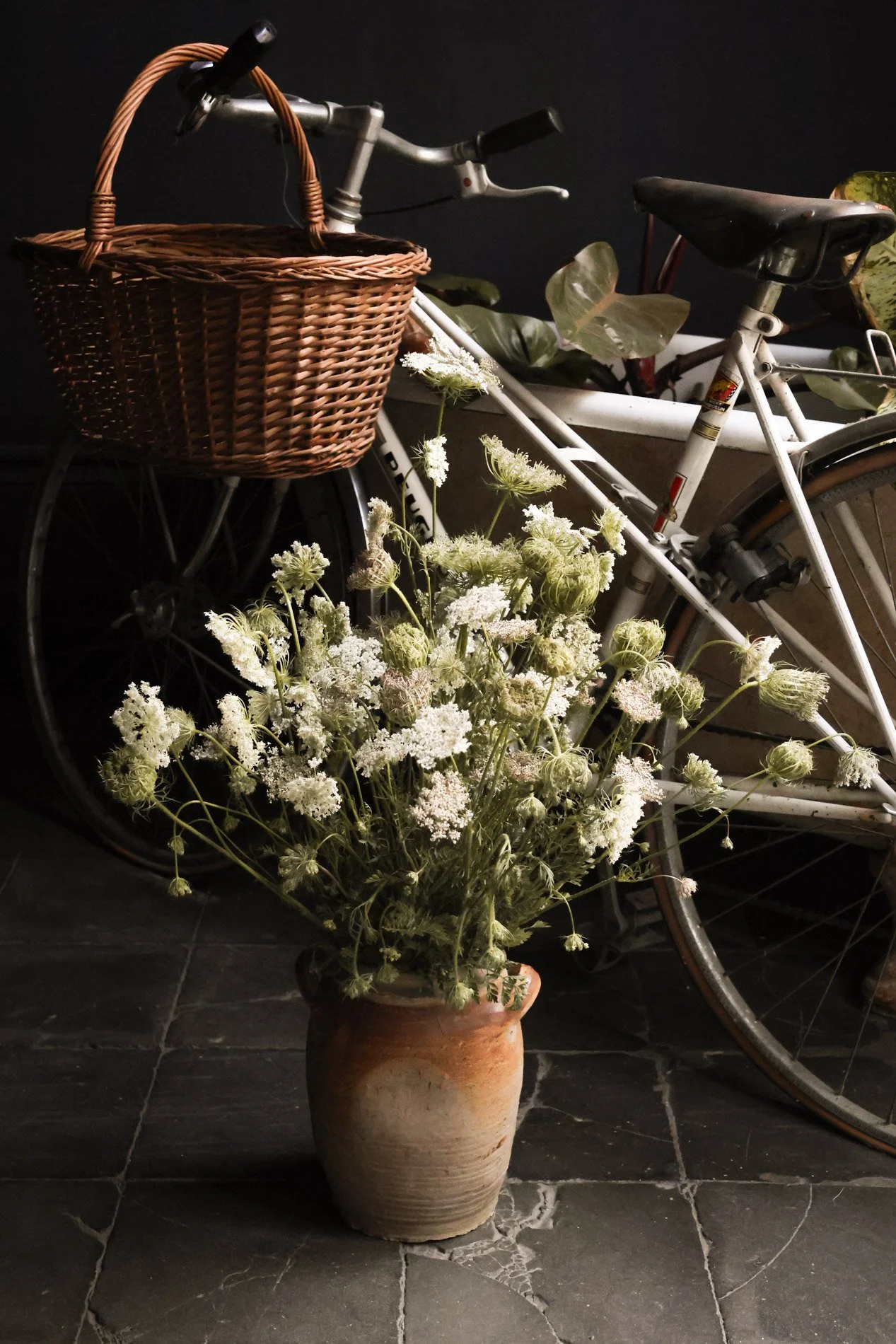 bouquet de carottes sauvage cueillies localement - carnet sauvage