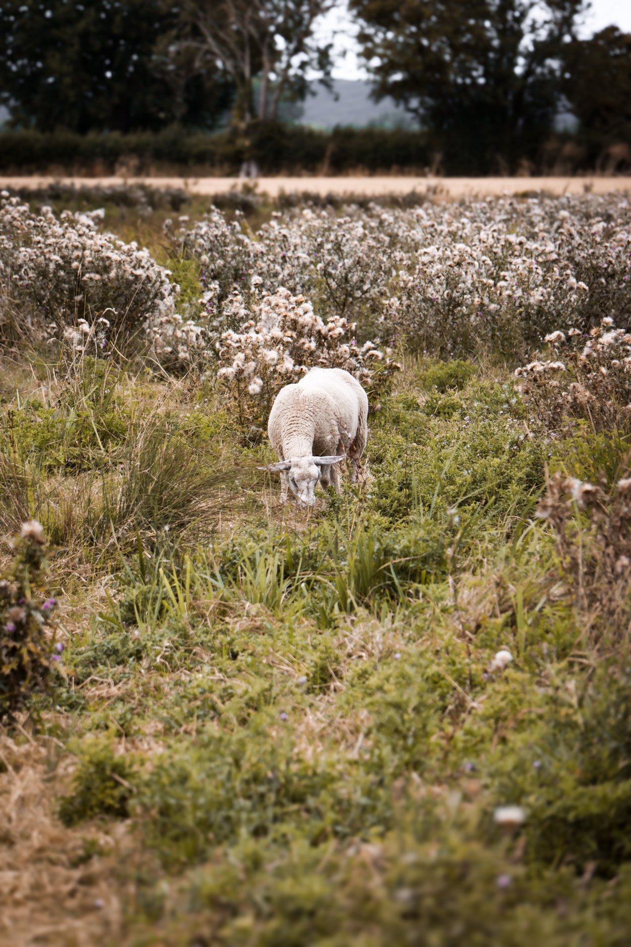 marais audomarois - carnet sauvage-2.jpg