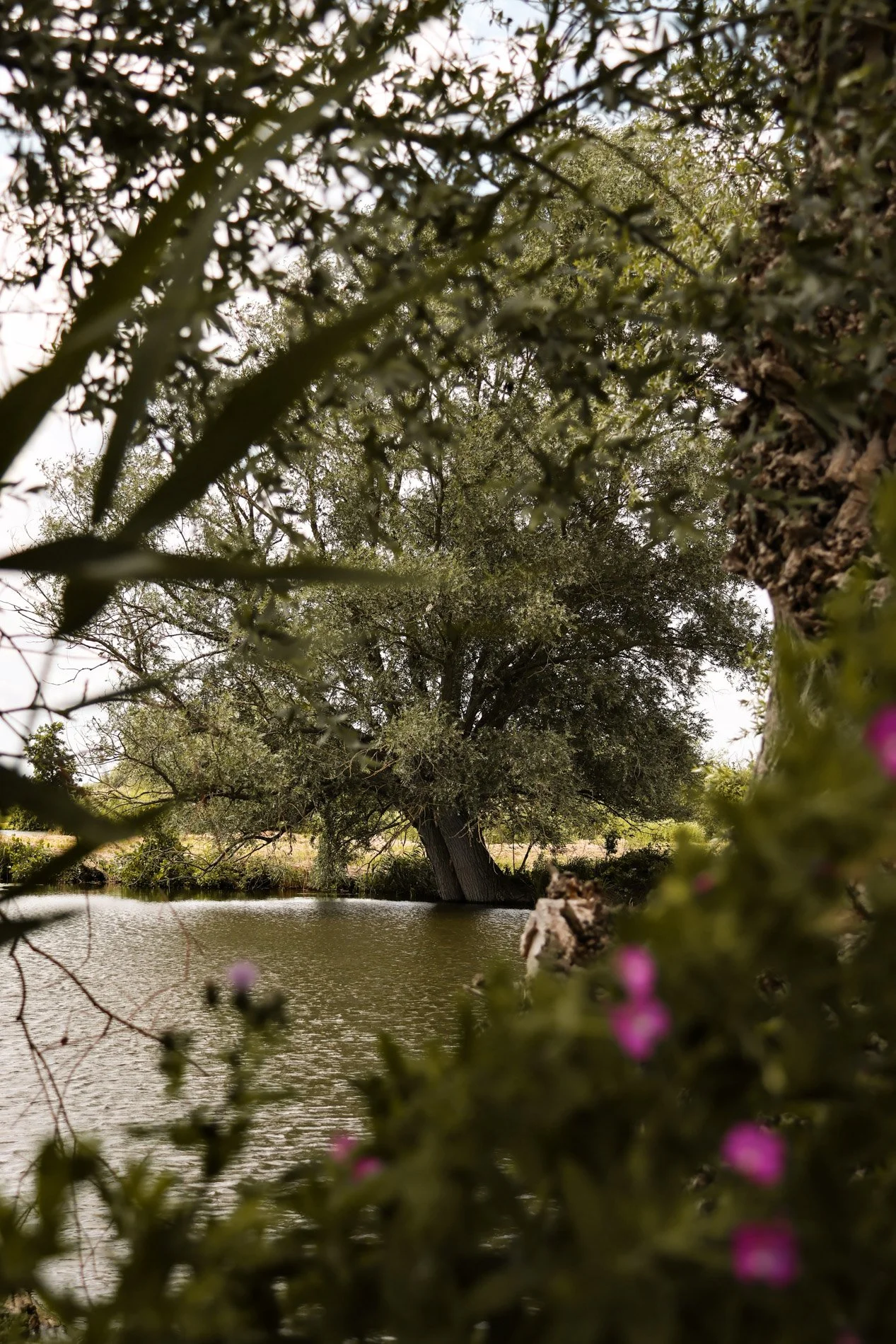 Le marais audomarois - carnet sauvage