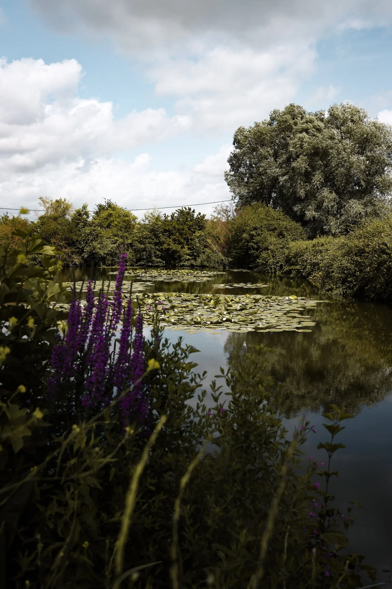 Le marais audomarois - carnet sauvage