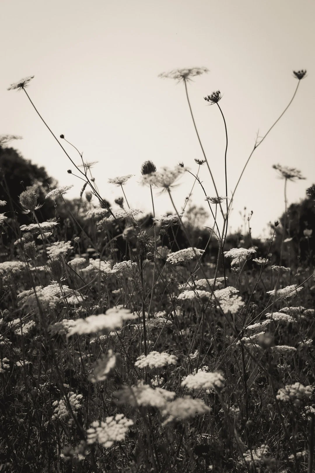 histoire de fleurs  - carnet sauvage-3.JPG