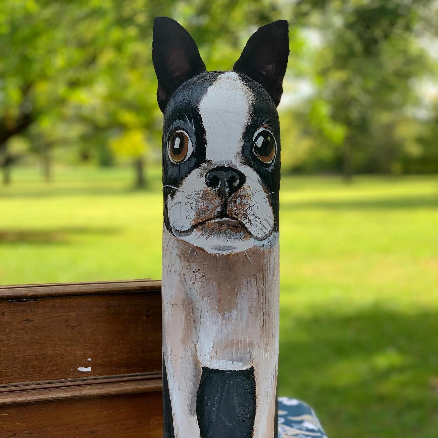 Boston Terrier