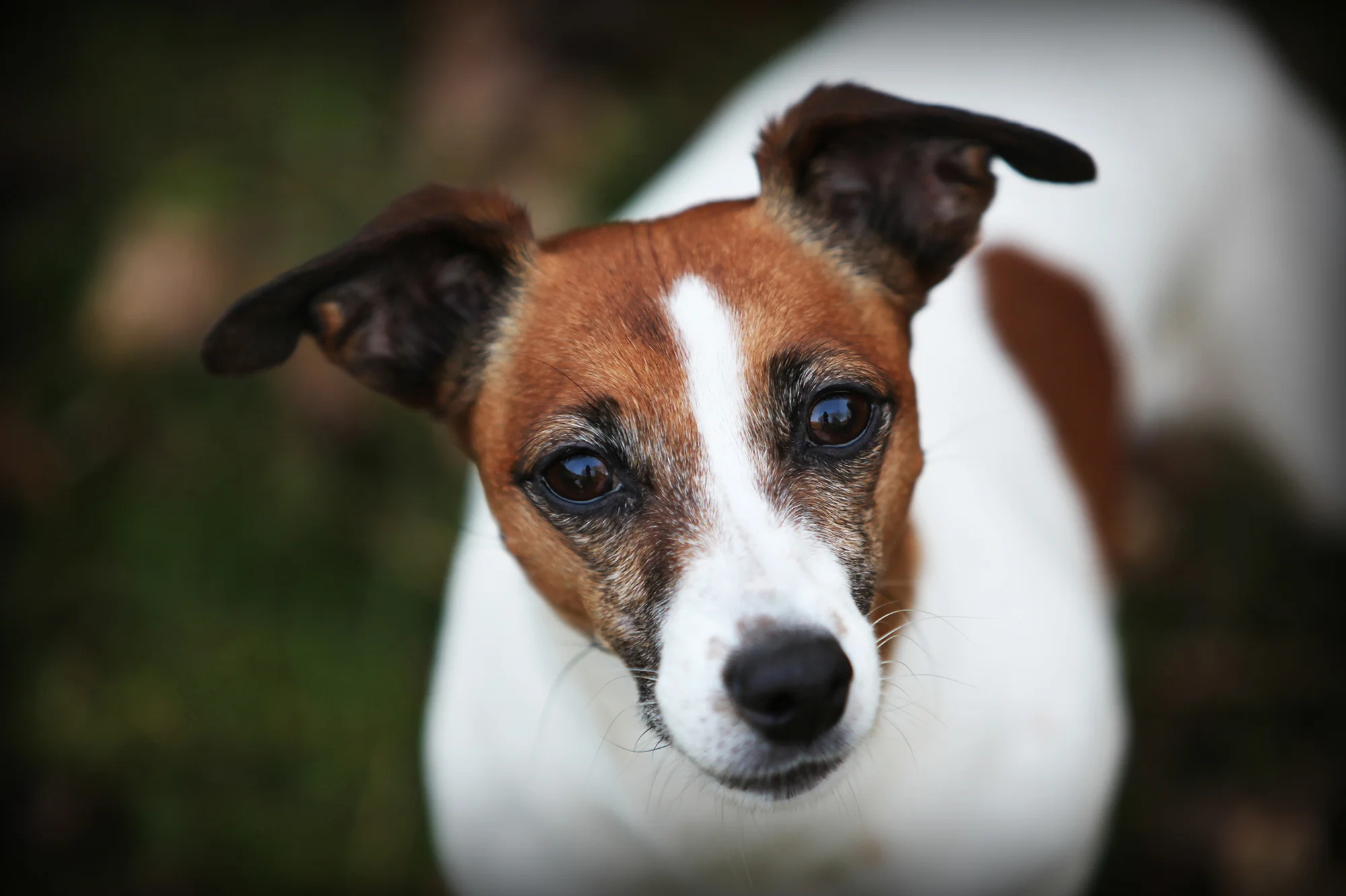 Nipper.jpg