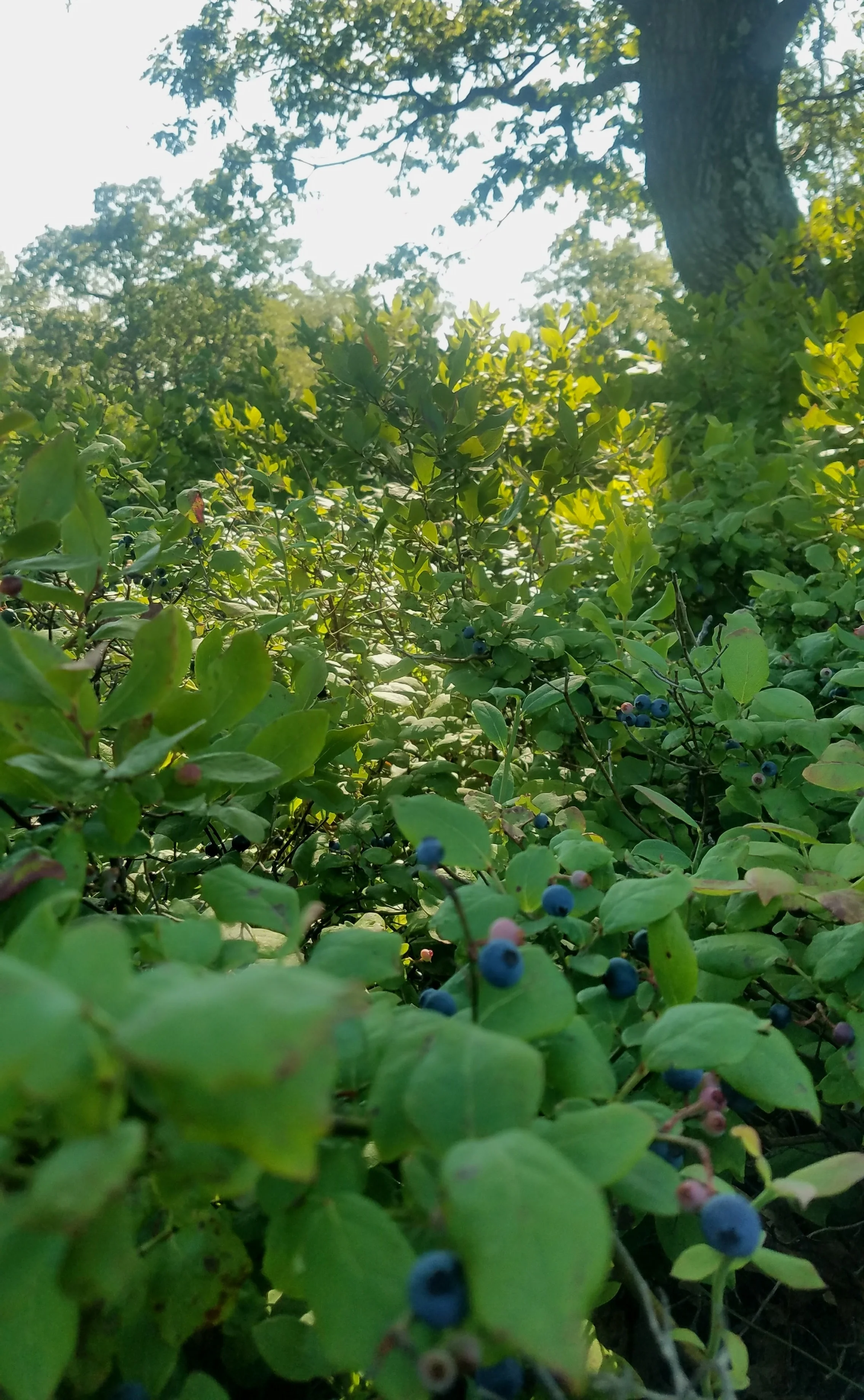 20170719_165445.jpg