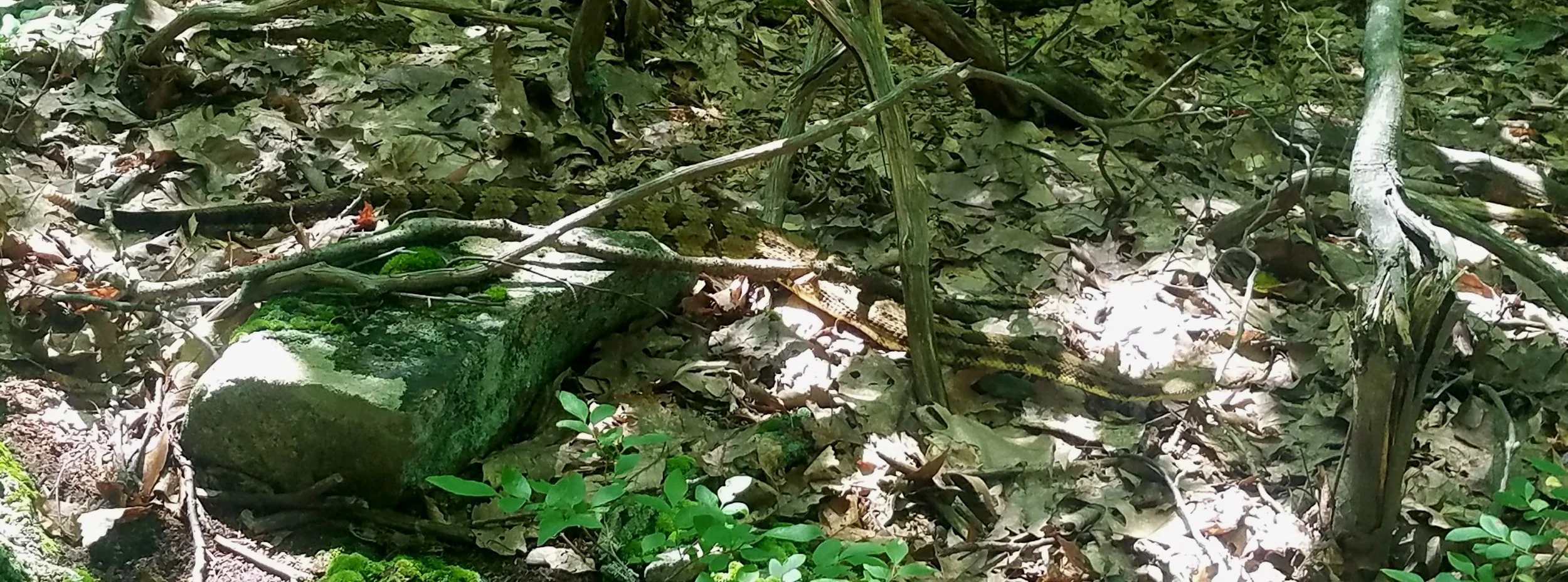 20170719_141901.jpg