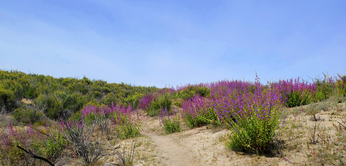 Dessert-Trail-on-the-Pacific-Crest-Trail.png