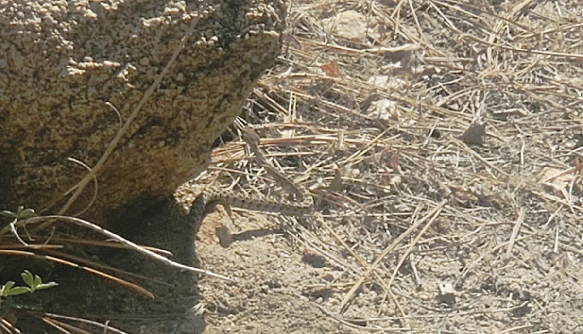PCT Day 14 Rattle Snake.jpg
