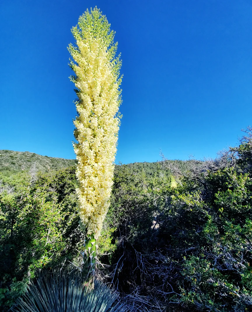 PCT-Day-19-Bush.jpg