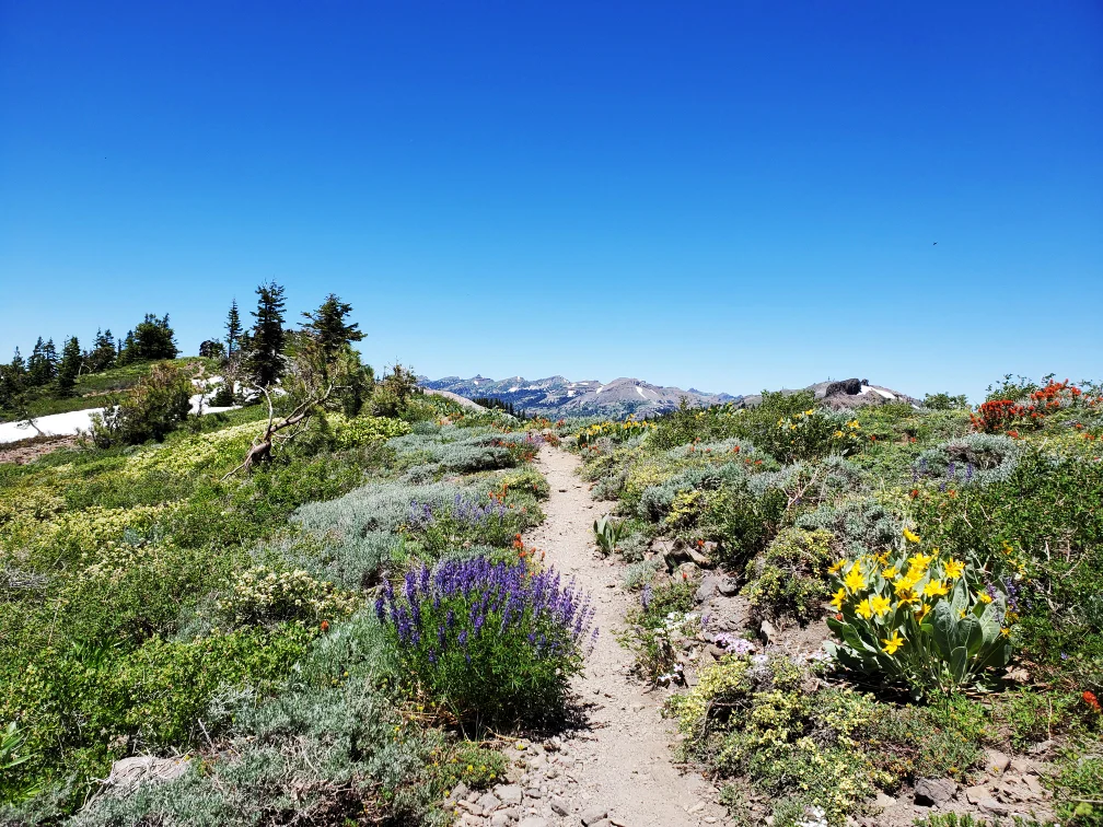 PCT-Day-54-Trail-Flowers.jpg