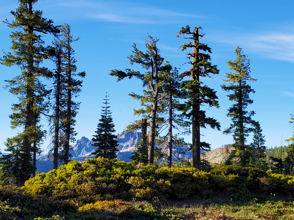 PCT-Day-57-Mountains-through-trees.jpg