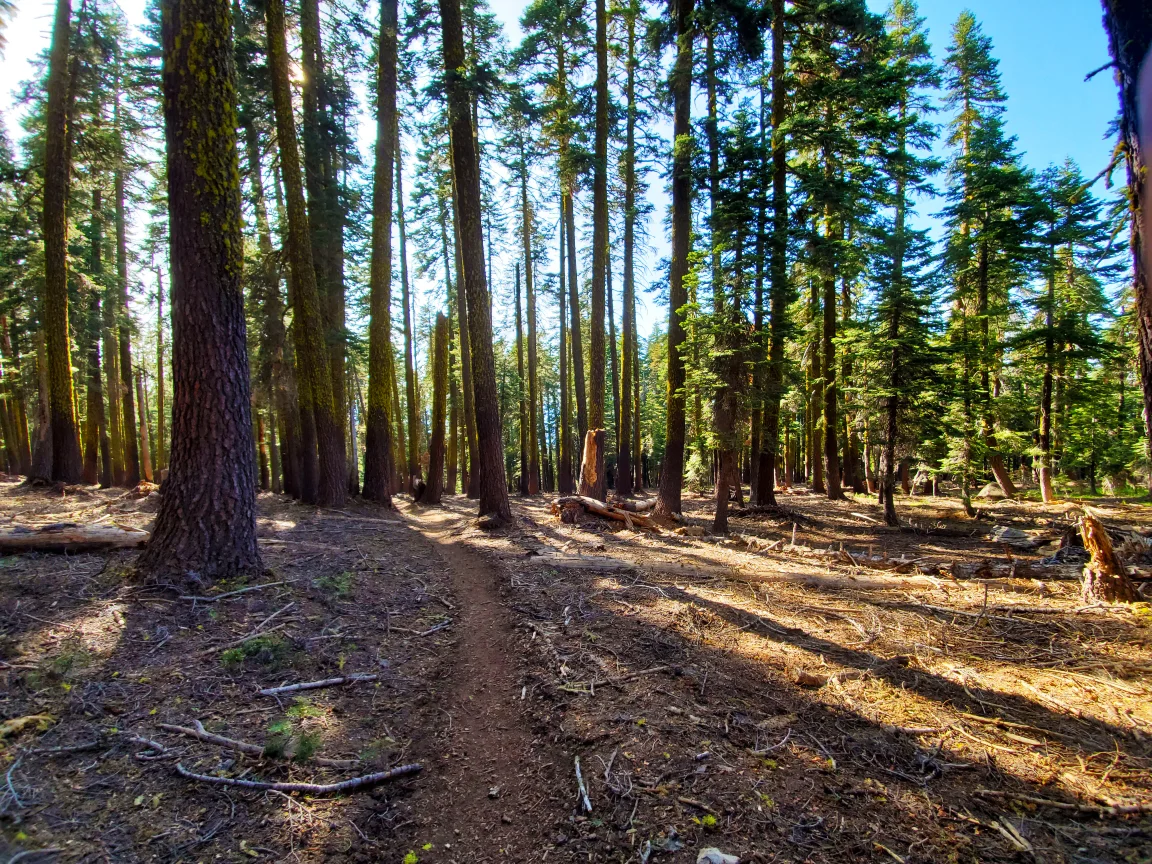 PCT-Day-57-Sun-Through-Trees.jpg