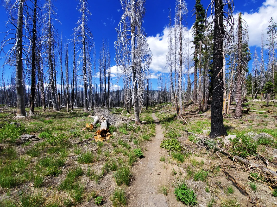 PCT-Day-60-Trees-with-Disease.jpg