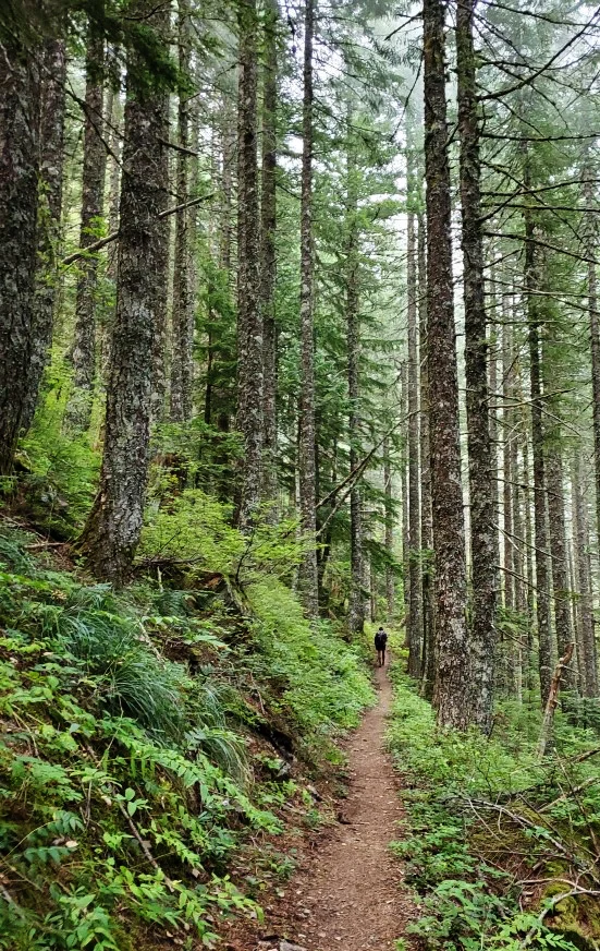 pct-day-79-trail.jpg