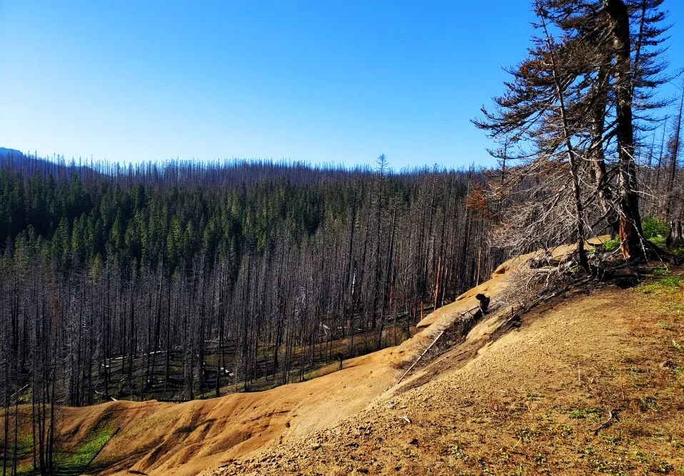 pct-day-85-burned-forest.jpg