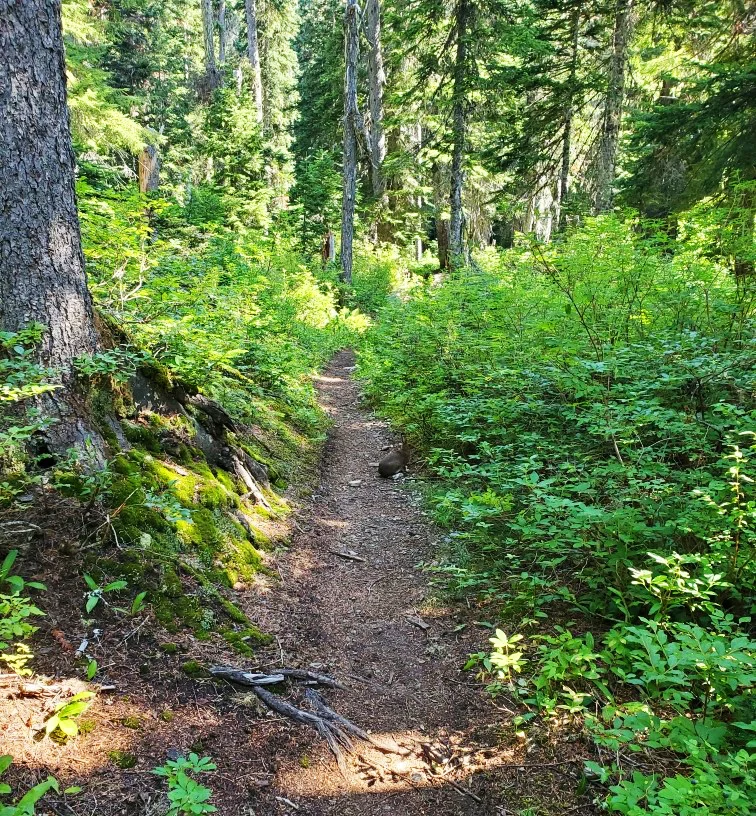pct-day-87-trail.jpg