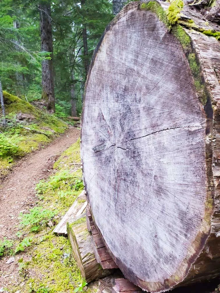 pct-day-92-giant-log.jpg