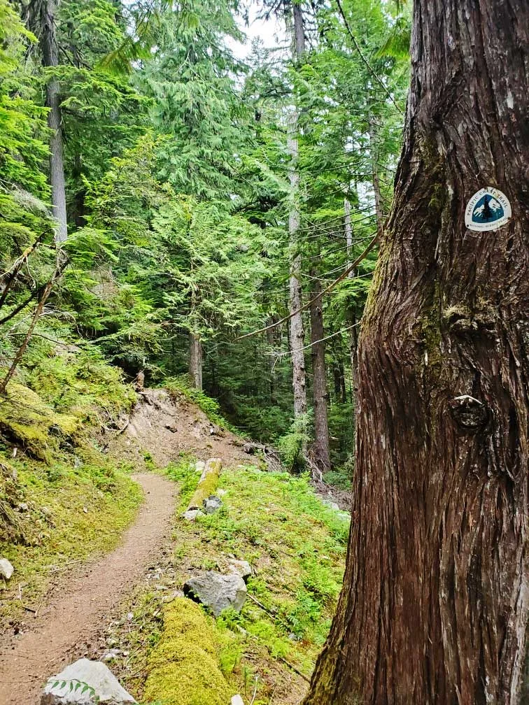 pct-day-92-trail.jpg