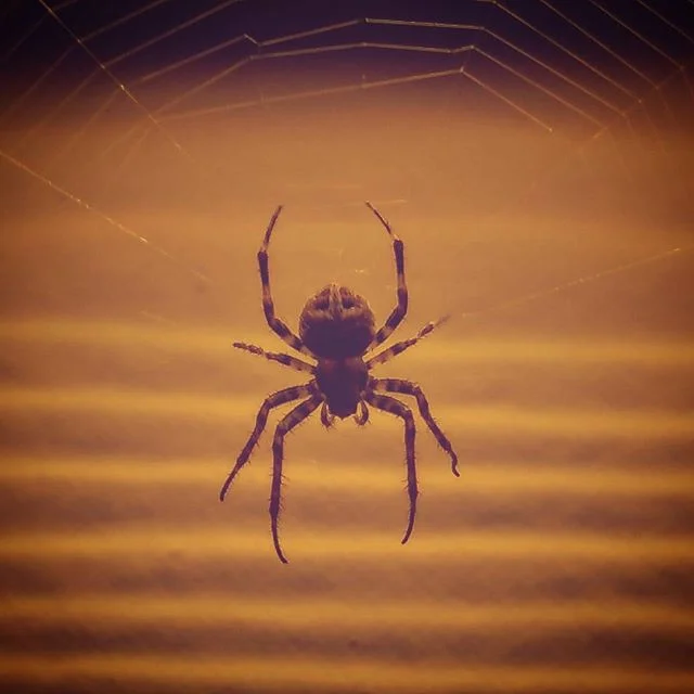 &quot;Sickly Spinning Sweet&quot;
. .
.
.
.
.
.
.
.
.
.
.
.
.
.
#urbex #nocturnal #night #spider #spiderweb #arachnid #grunge #noir #picoftheday