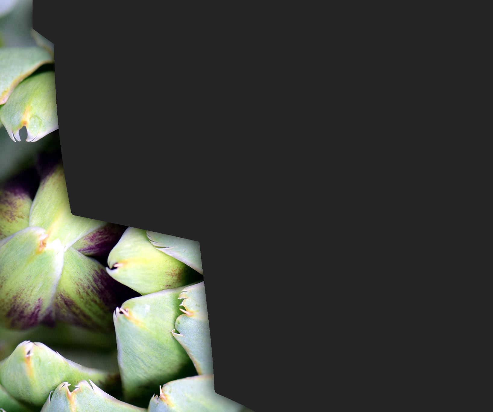 cutout-background-artichoke.jpg